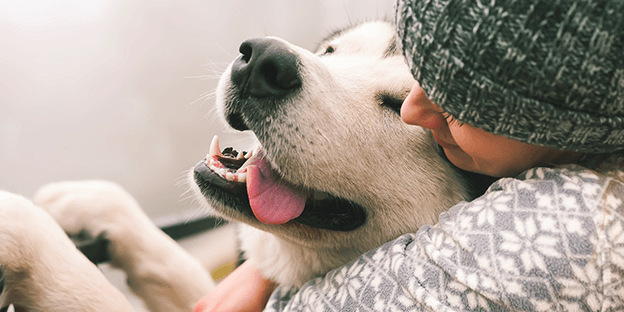 2 cuidados essenciais para cachorros com pele sensível