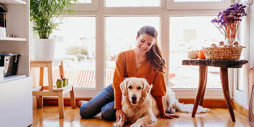 4 atividades para exercitar o seu pet dentro de casa