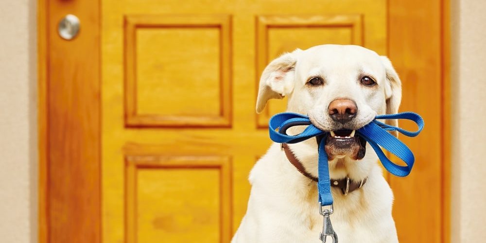 4 benefícios de passear com o cachorro