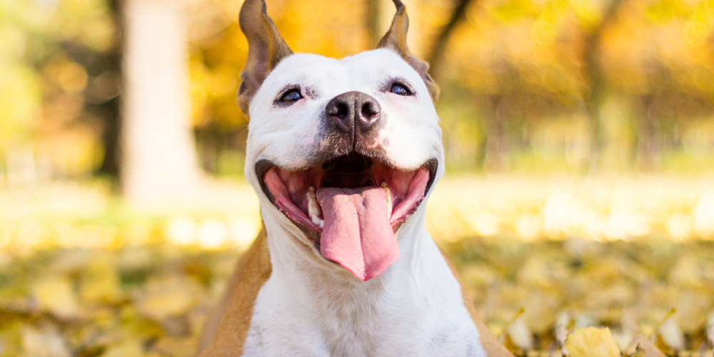 4 dicas para cuidar da higiene bucal do seu cachorro