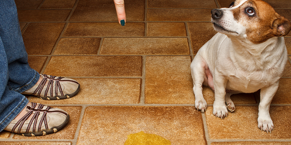 4 dicas para tirar o cheiro de xixi de cachorro da sua casa