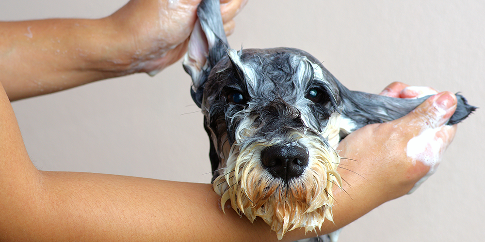 4 produtos para cuidar melhor da higiene do seu cachorro