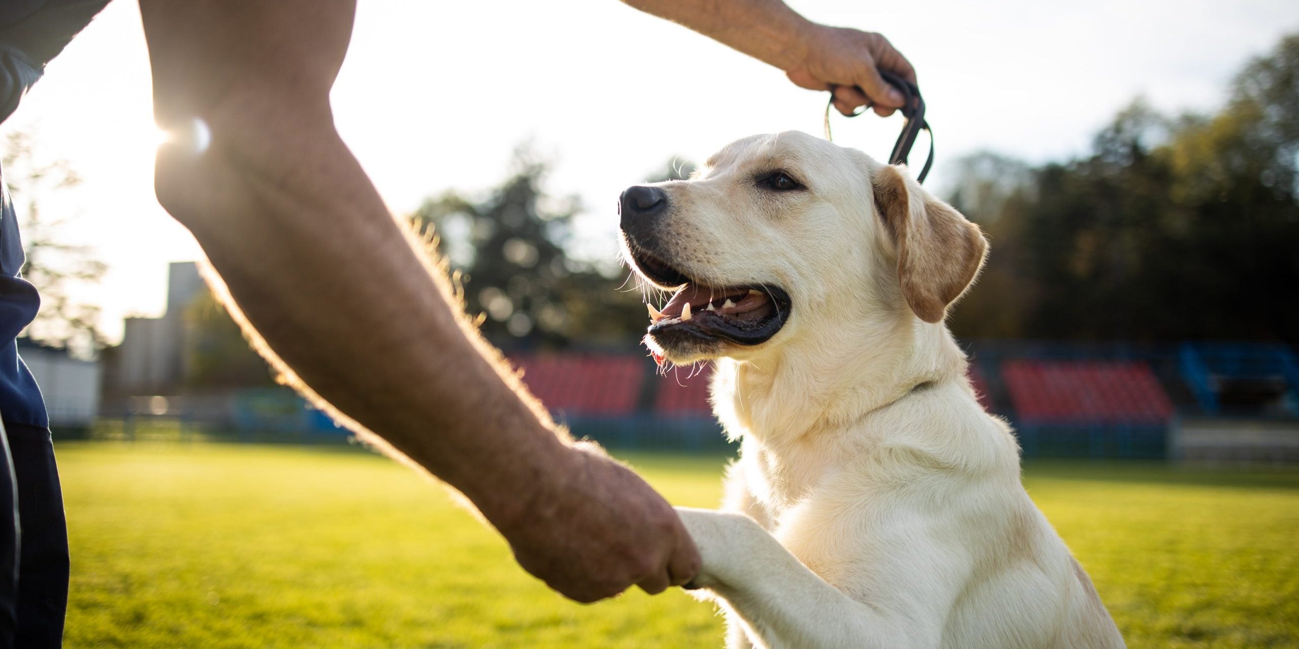 5 dicas de treinamento de cães para ajudar seu melhor amigo