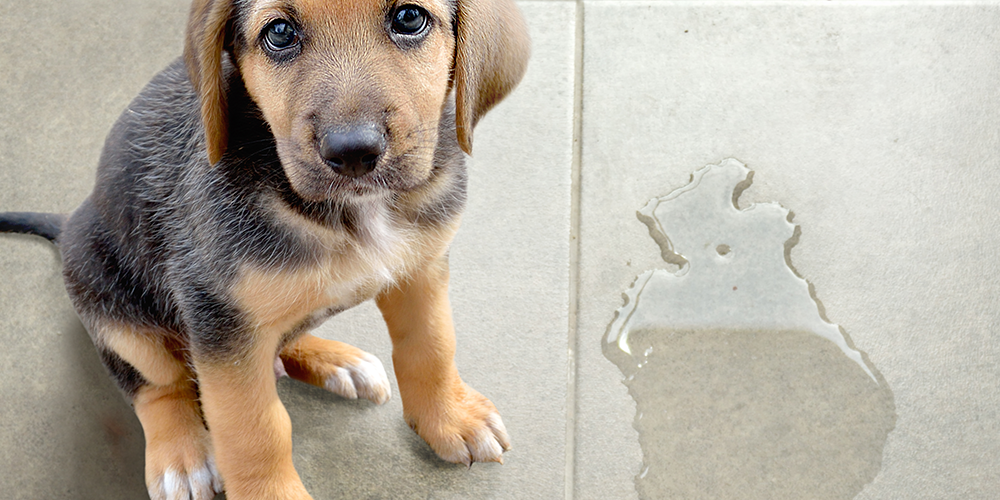 5 produtos que facilitam a vida de quem tem cachorro