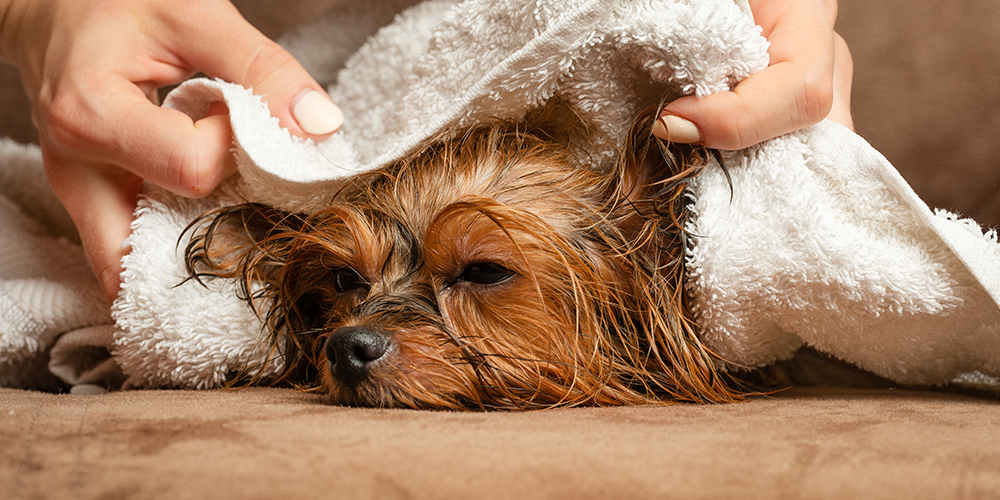 6 dicas para dar banho em cachorros no inverno