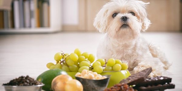 Alimentos Tóxicos para Animais