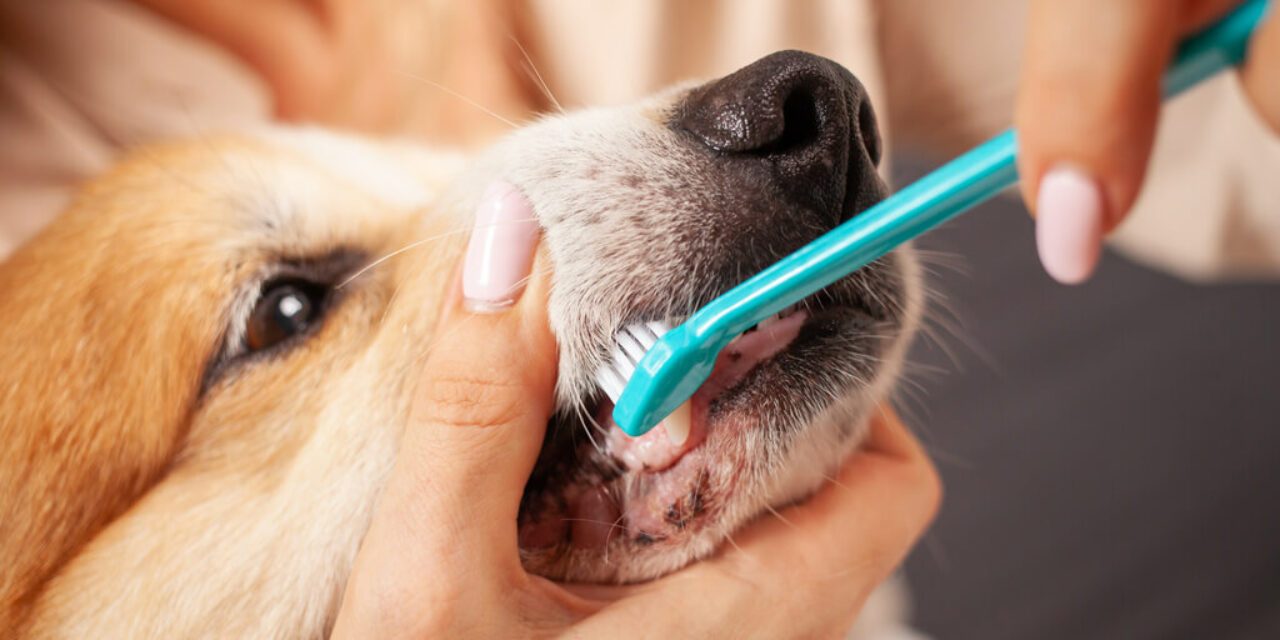 A Importância da Escovação dos Dentes para seu Pet