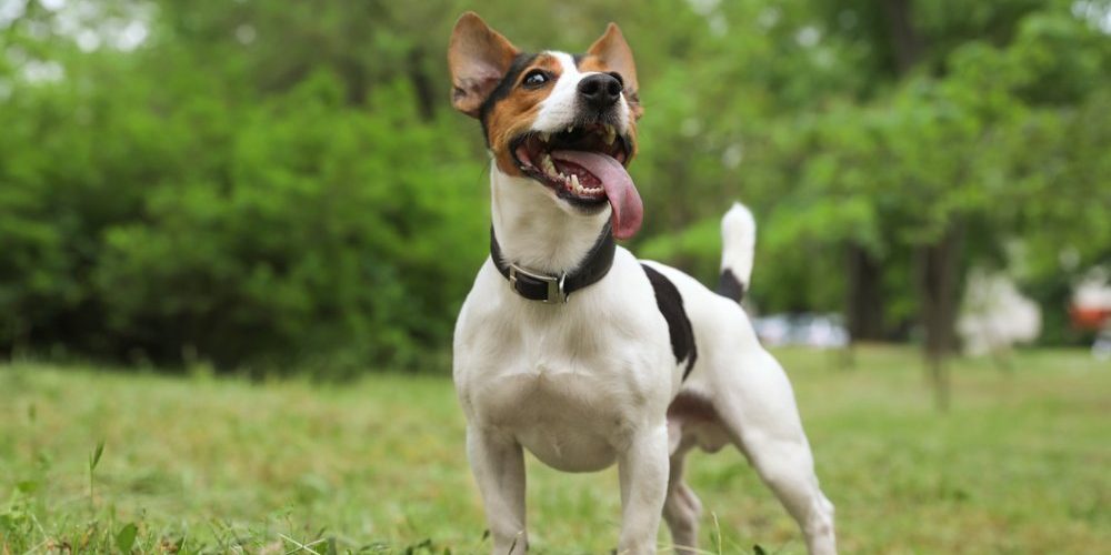 Afinal, castrar ou não o cachorro?