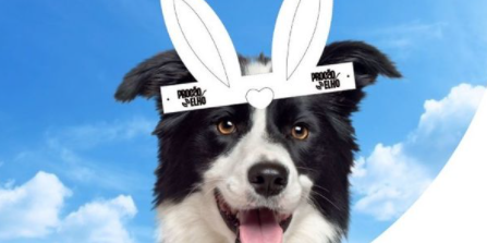 Baixe aqui suas orelhinhas Procãoelho