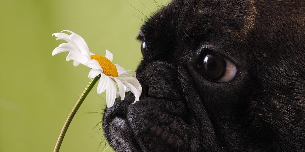 Breeze Paw – Entenda porquê ele é o melhor odorizante para seu Carro