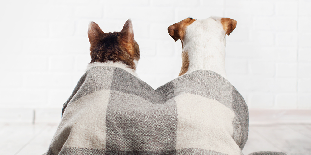 Cachorro e Gato juntos? Saiba como ajudar na adaptação