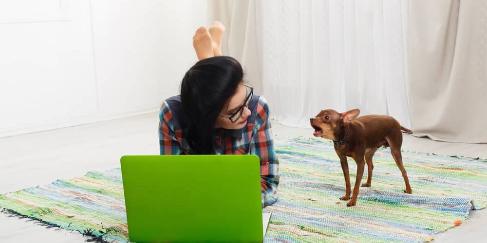 Cachorro latindo muito? Veja o que você pode fazer