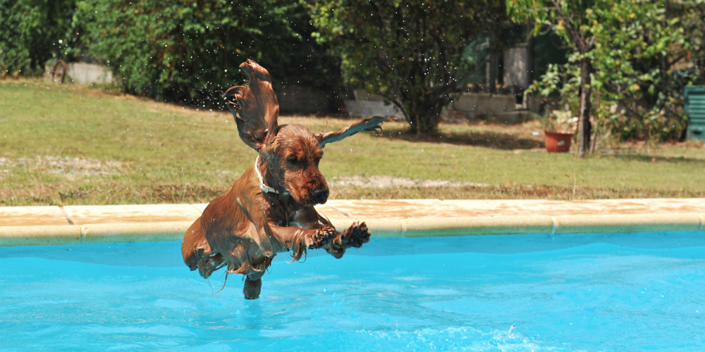 Cachorro na piscina: saiba os principais cuidados