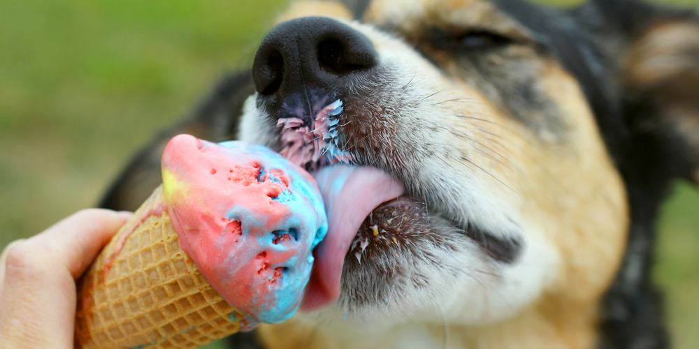 Cachorro pode tomar sorvete?