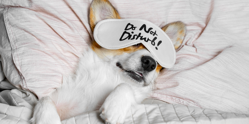 Cão dormindo demais? Descubra quantas horas um cachorro dorme por dia