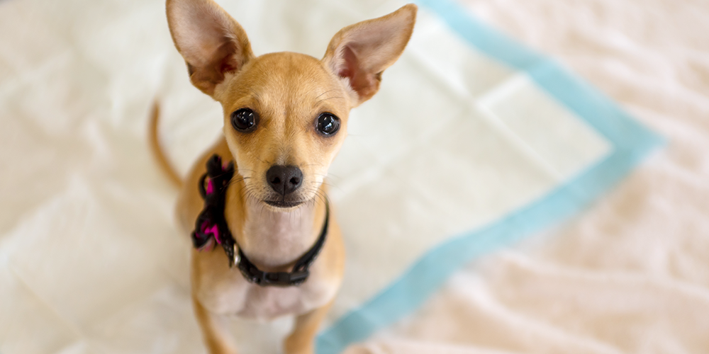 Como ensinar seu cachorro a usar o tapete higiênico