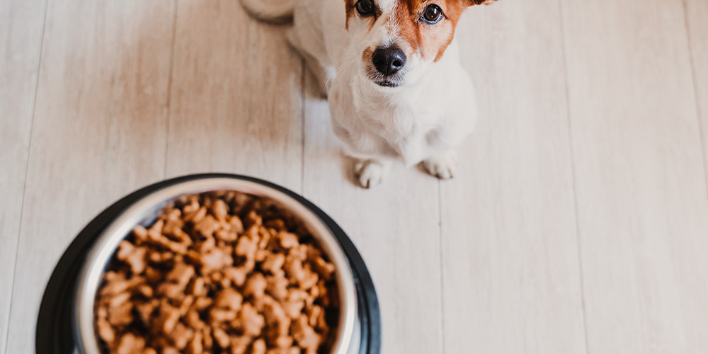 Como escolher a ração ideal para o seu pet?