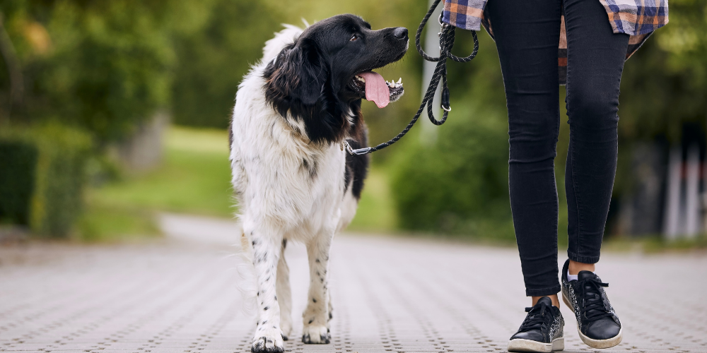 Como higienizar o pet após o passeio