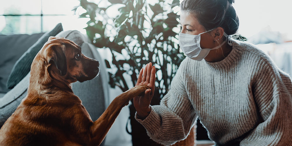 Como preparar seu pet para voltar à rotina após a quarentena