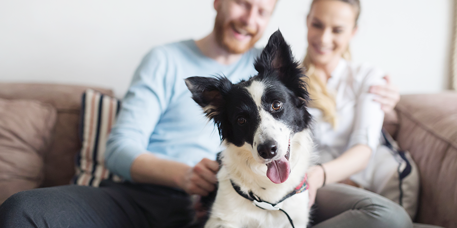 Coronavírus: Meu pet está exposto ao vírus?