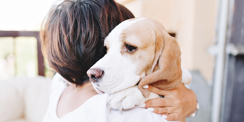 Coronavírus: seu cachorro pode ter ou transmitir a doença?