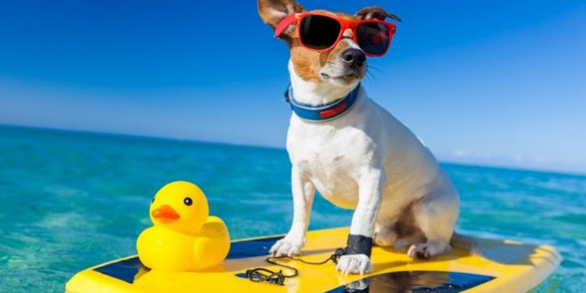 Cuidados especiais para o seu pet curtir o verão