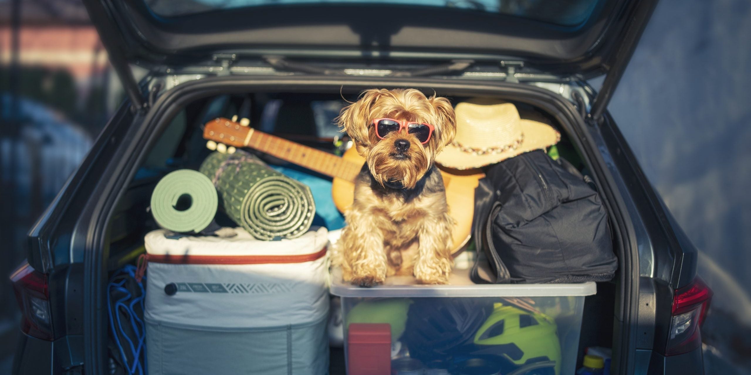 Dicas de viagem para você e seu cão