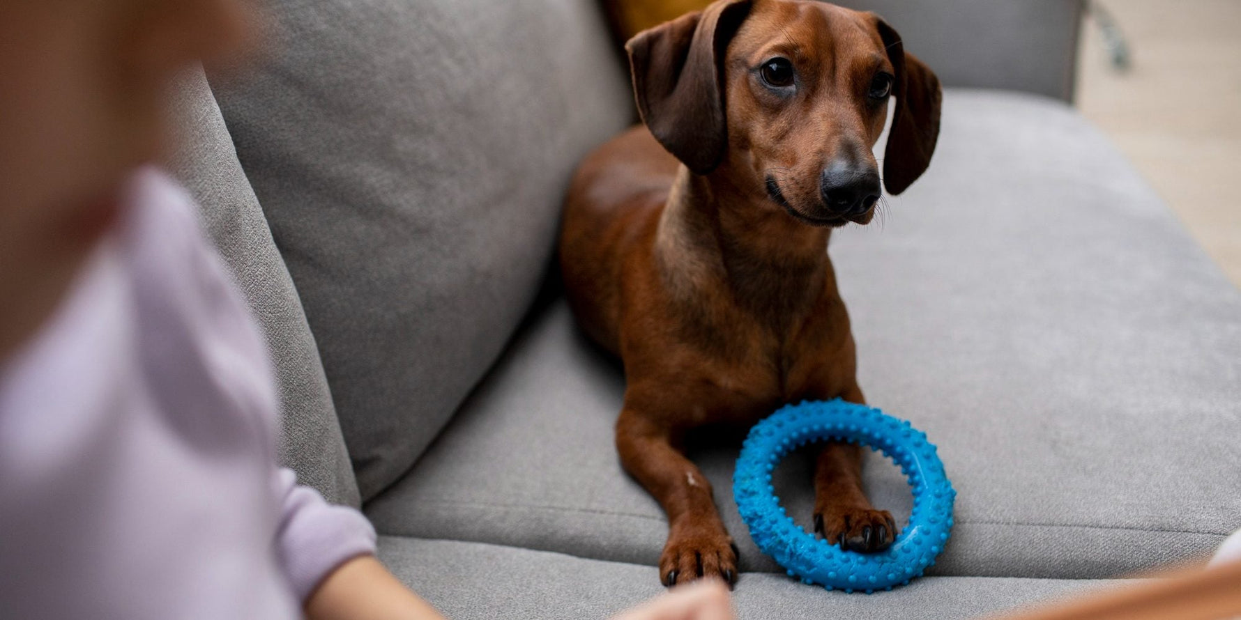 Enriquecimento Ambiental: Como Estimular Seu Pet para Evitar Tédio e Estresse!