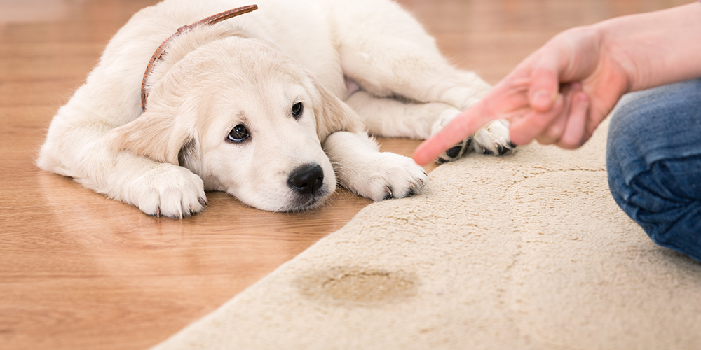 Ensine seu cachorro a fazer xixi e coco no lugar certo