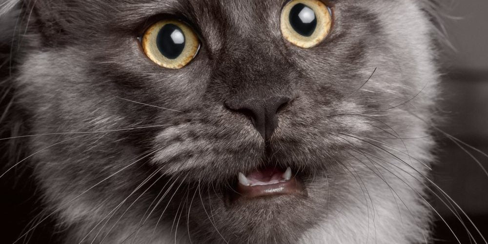 Gato miando muito? Entenda o que seu pet quer dizer