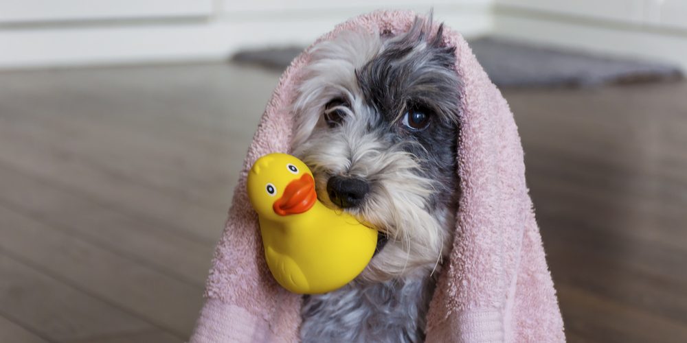 Lançamento Foam: o novo shampoo para cachorro da Procão