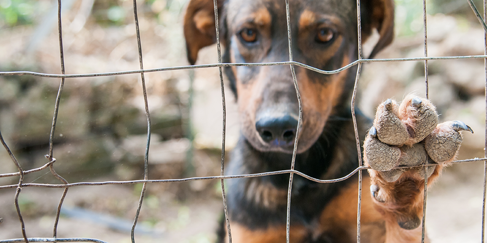 Lei mais rígida: agora maus-tratos a cães e gatos pode render até cinco anos de prisão