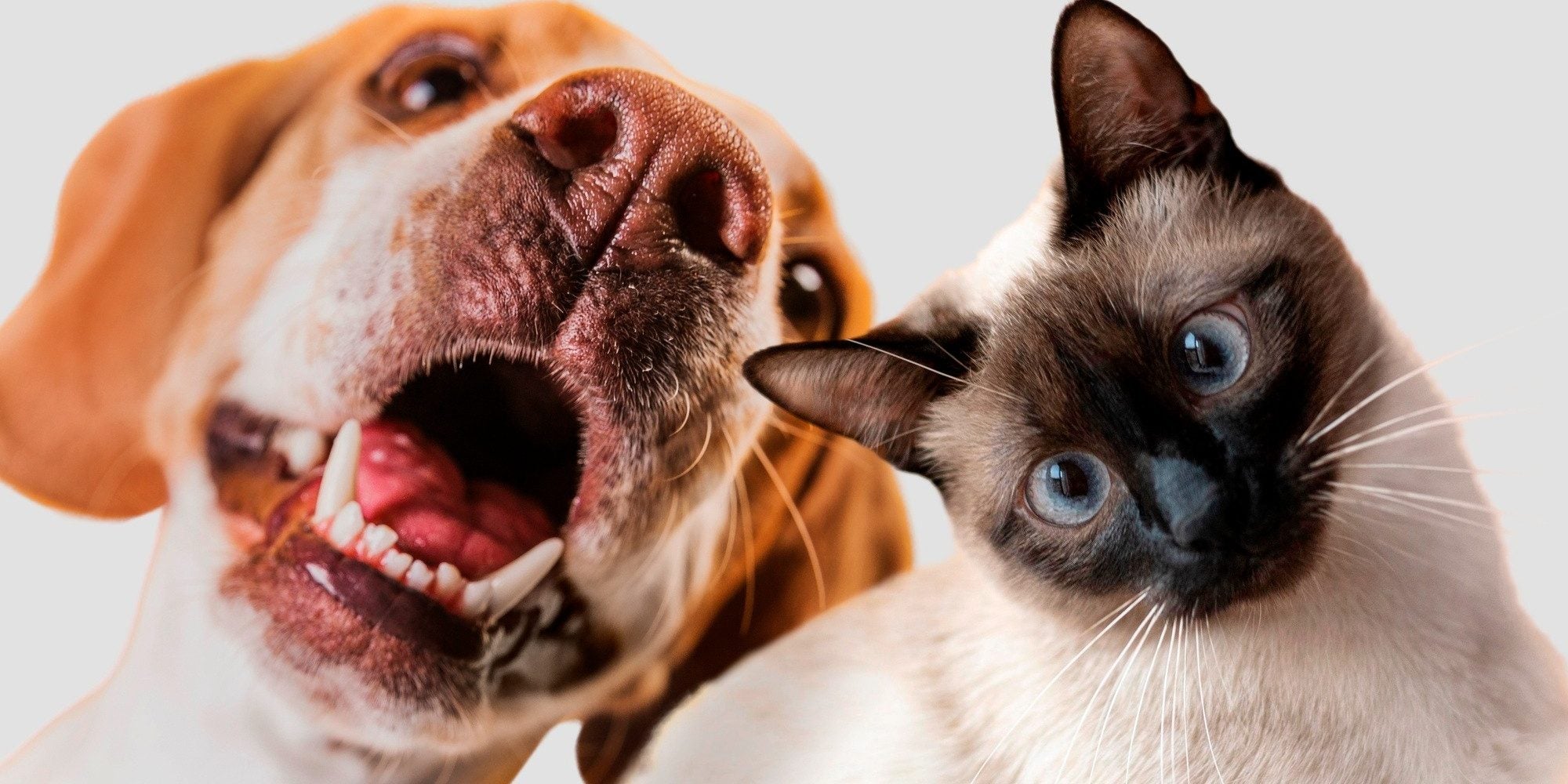 Mitos e Verdades sobre Cães e Gatos