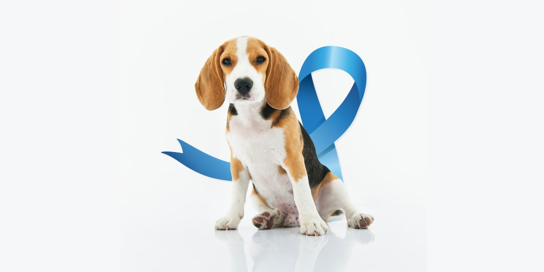 Novembro Azul: os pets também devem ser lembrados