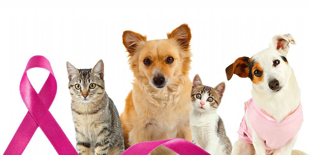 Outubro Rosa: Câncer de mama também afeta os pets