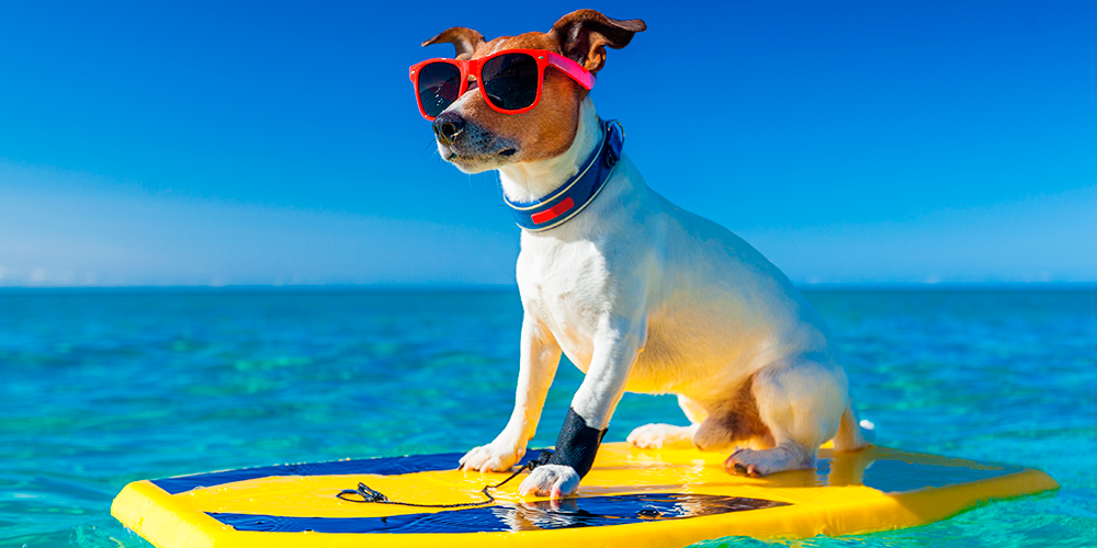 O que fazer com seu pet nas férias? Veja dicas!