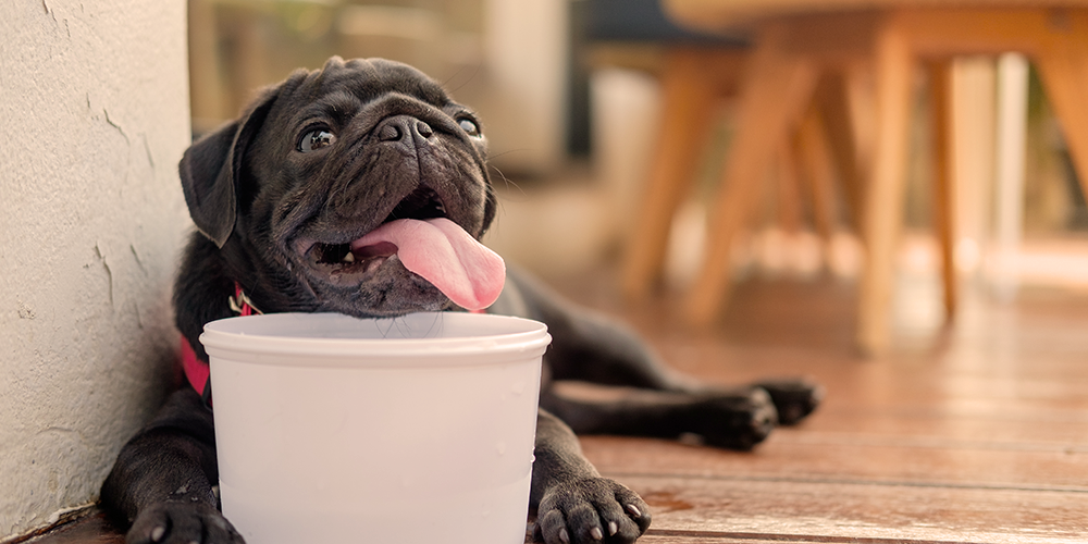 O que pode acontecer com o cachorro quando está muito calor?