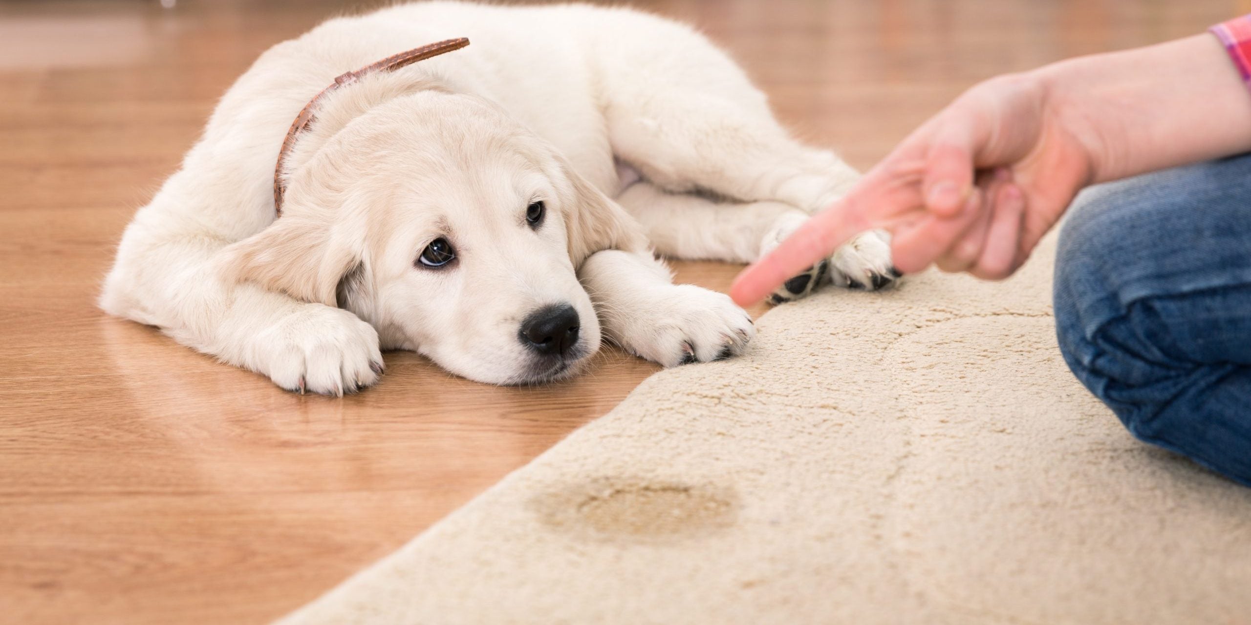 O que são os educadores de sanitários e como podem te auxiliar em casa com o pet?