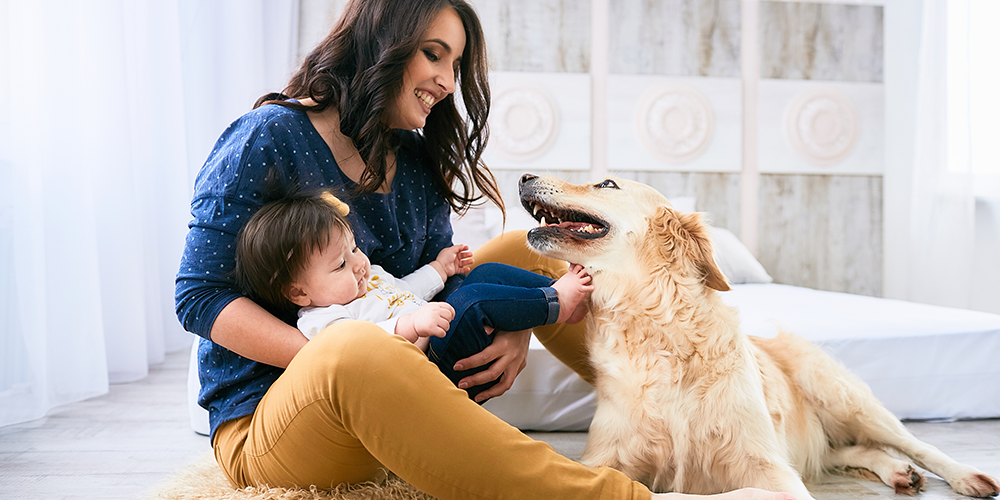 Como preparar seu pet para a chegada do bebê