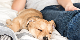 Cuidados com o Pet o seu bebê para uma convivência harmoniosa