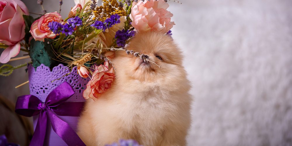 Perfumes Para Pets: Conheça a linha Procão de Perfumes