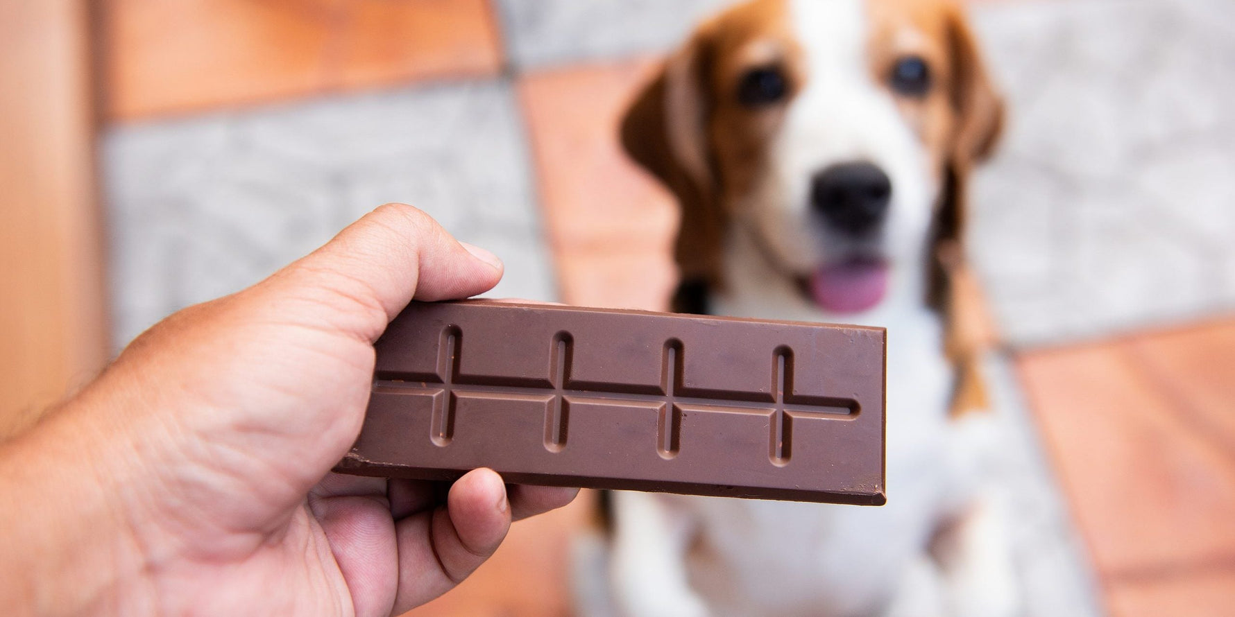 Pets e chocolate – A Páscoa vem aí, saiba mais sobre essa grande dúvida