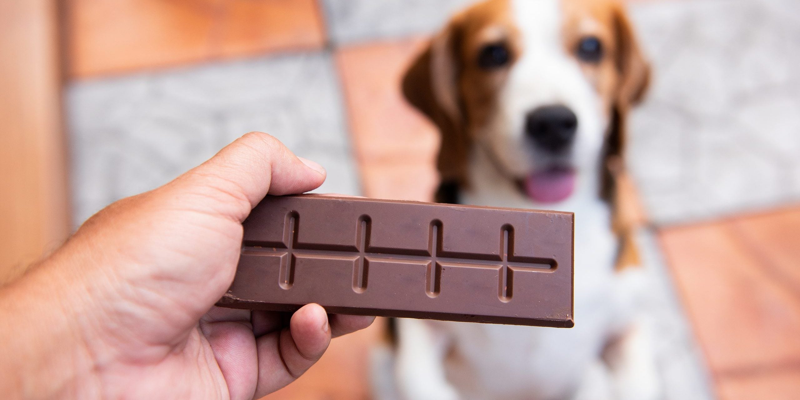 Pets e chocolate – A Páscoa vem aí, saiba mais sobre essa grande dúvida