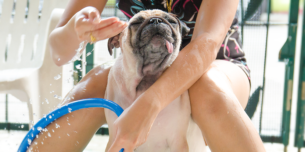 Quais os cuidados que você deve ter com seu pet no verão?