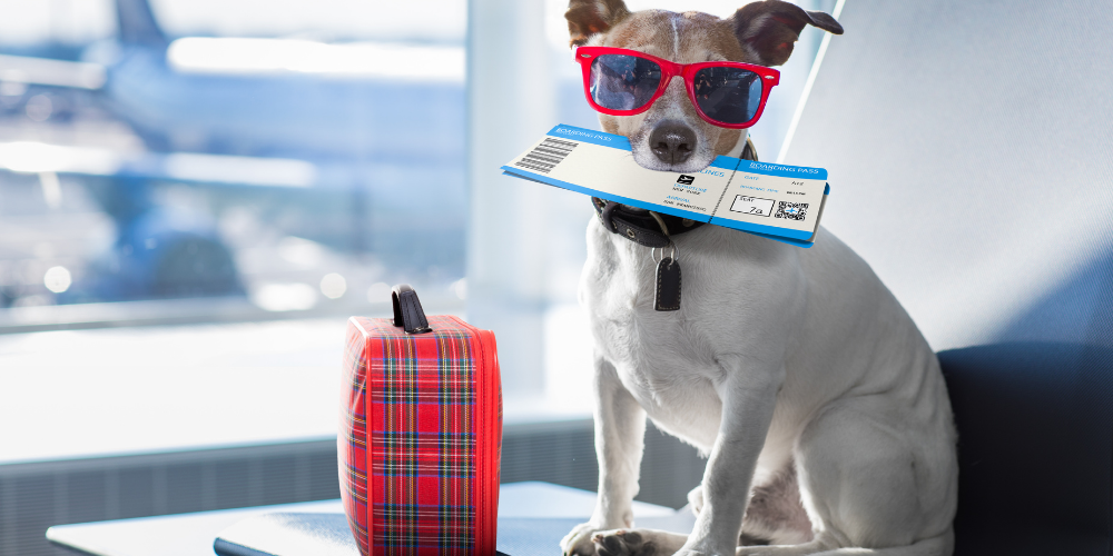 RGA: descubra como fazer um RG para seu pet