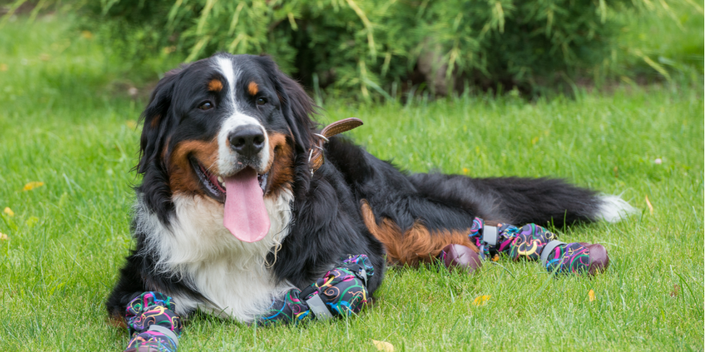 Sapato para cachorro é realmente necessário?