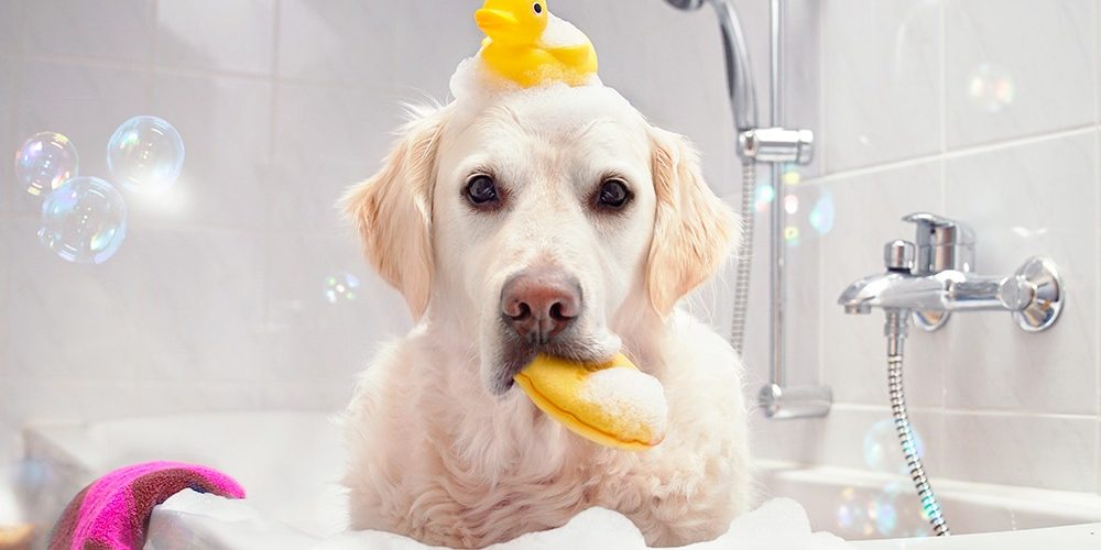 Shampoo Foam: 3 super passos para um banho divertido