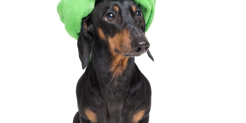 Shampoo para cachorro: Confira o mais adequado para o seu pet