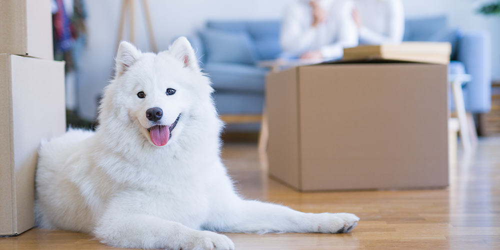 Veja como ajudar seu cachorro a se adaptar em apartamento