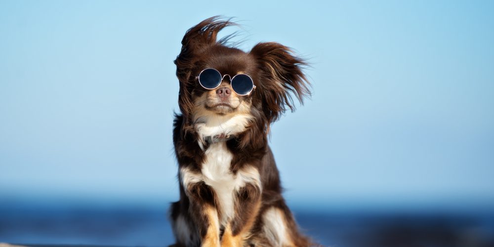 Veja os 77 nomes de cachorro mais comuns do Brasil